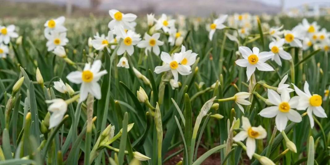 Sadece 2 hafta hayatta kalabiliyor: Görmek için binlerce kişi akın ediyor 5